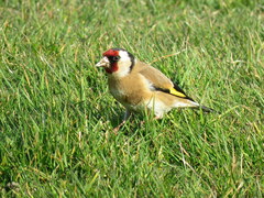 Carduelis carduelis britannica