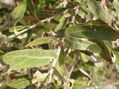 Quercus incana
