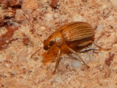 Colaspis brunnea
