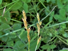 Carex bolanderi