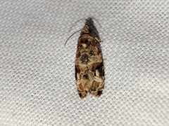 Lobesia botrana