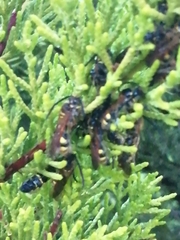 Campsomerinae