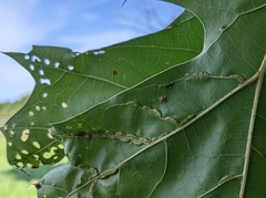 Macrodiplosis qoruca