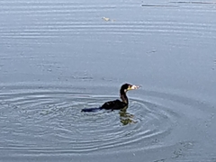 Microcarbo melanoleucos brevirostris