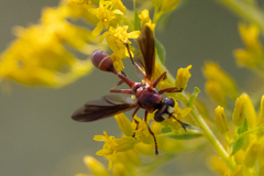 Physocephala sagittaria