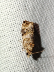Lobesia botrana