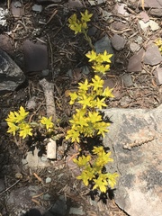 Sedum stenopetalum