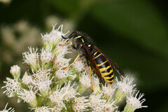 Vespula vidua