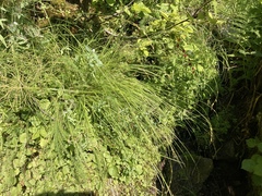 Carex bolanderi