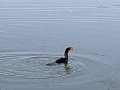 Microcarbo melanoleucos brevirostris