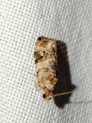 Lobesia botrana