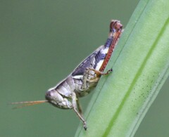Melanoplini