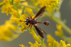 Physocephala sagittaria