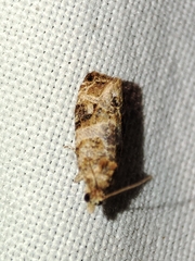 Lobesia botrana