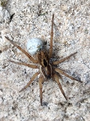 Lycosinae