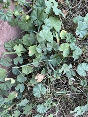 Malva parviflora