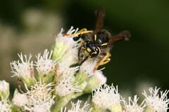 Vespula vidua