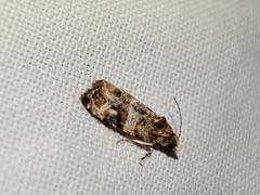 Lobesia botrana