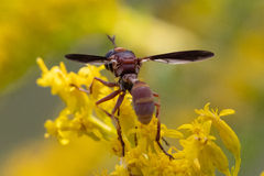 Physocephala sagittaria
