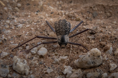 Stenocara gracilipes