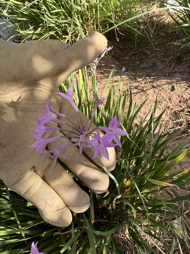 Tulbaghia violacea image