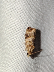 Lobesia botrana