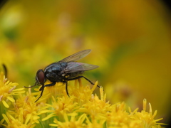 Musca autumnalis