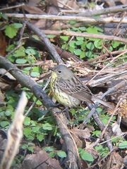 Setophaga kirtlandii