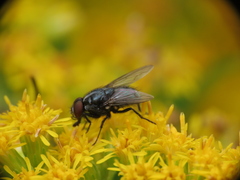 Musca autumnalis