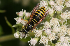 Vespula vidua