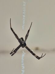 Argiope aetherea