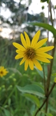 Silphium