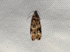 Lobesia botrana