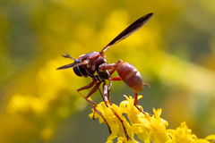 Physocephala sagittaria