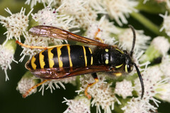 Vespula vidua