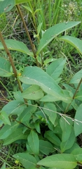 Silphium