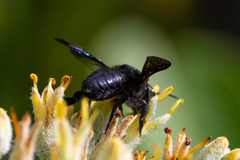 Megachile xylocopoides