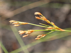 Bulbostylis ciliatifolia