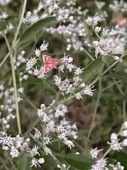 Eupatorium serotinum