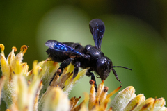 Megachile xylocopoides