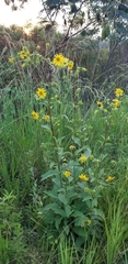 Silphium