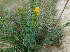 Solidago puberula