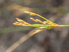 Bulbostylis ciliatifolia