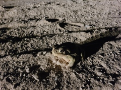 Incilius alvarius