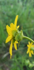 Silphium