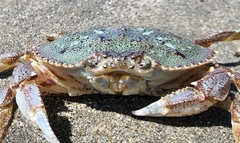 Metacarcinus magister