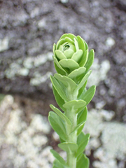 Carphephorus corymbosus