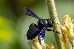 Megachile xylocopoides