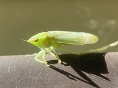 Gyponana