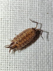 Porcellionides cingendus